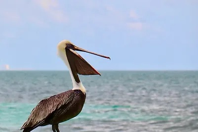 photo of a pelican taken at seaside