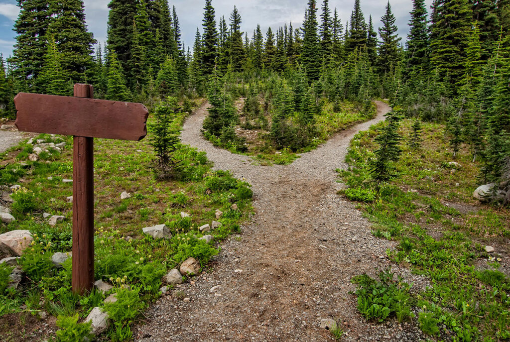 Fork in wooded trailhead